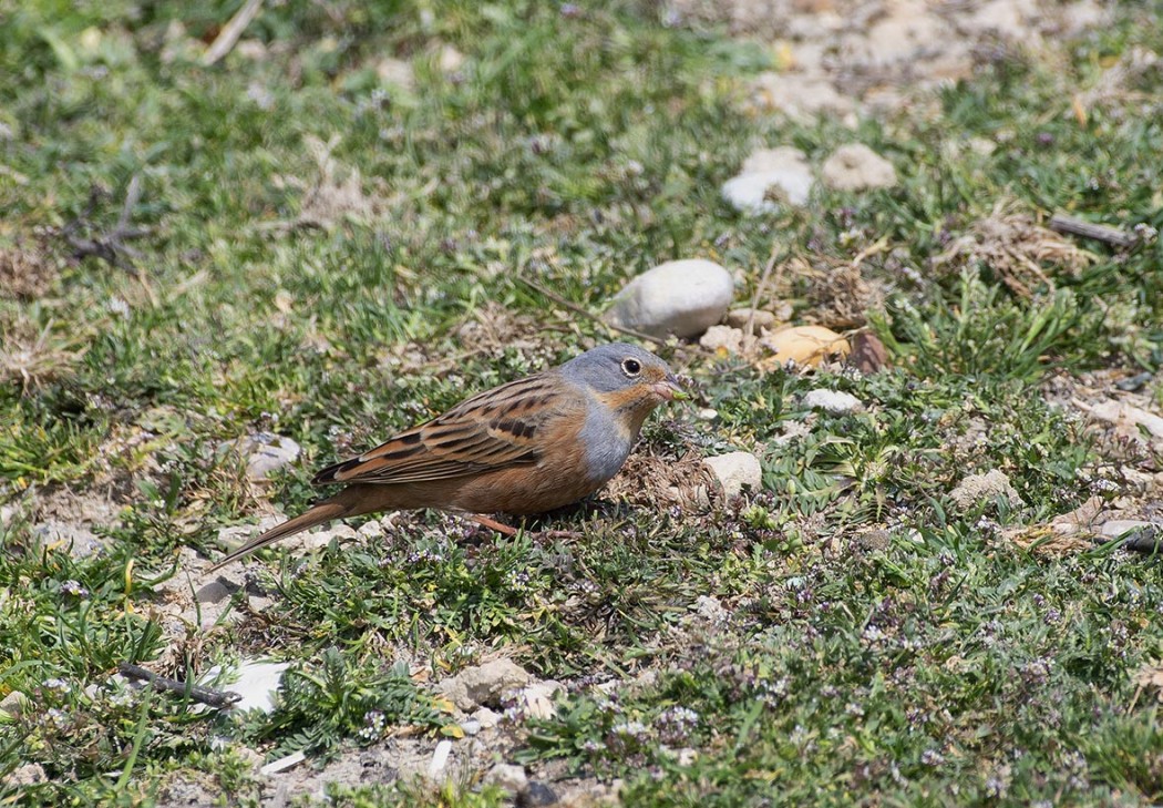 Cretzschmar`s Bunting