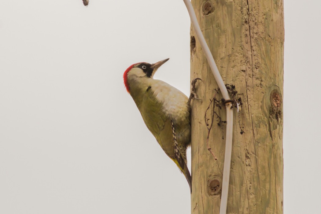 European Green Woodpecker
