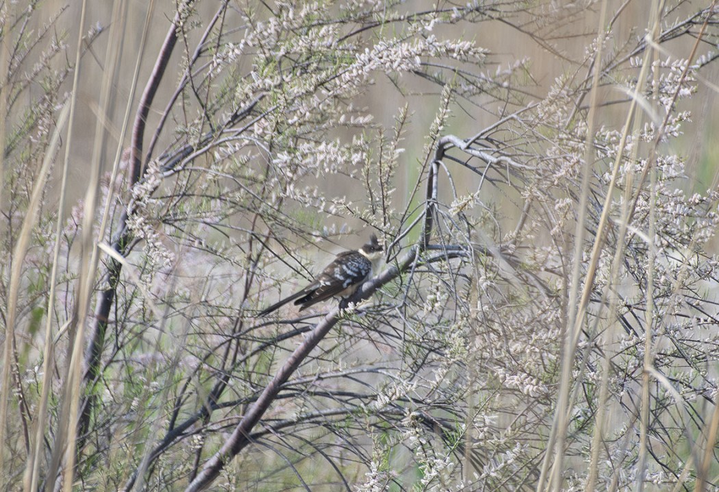 Great Spotted Cuckoo