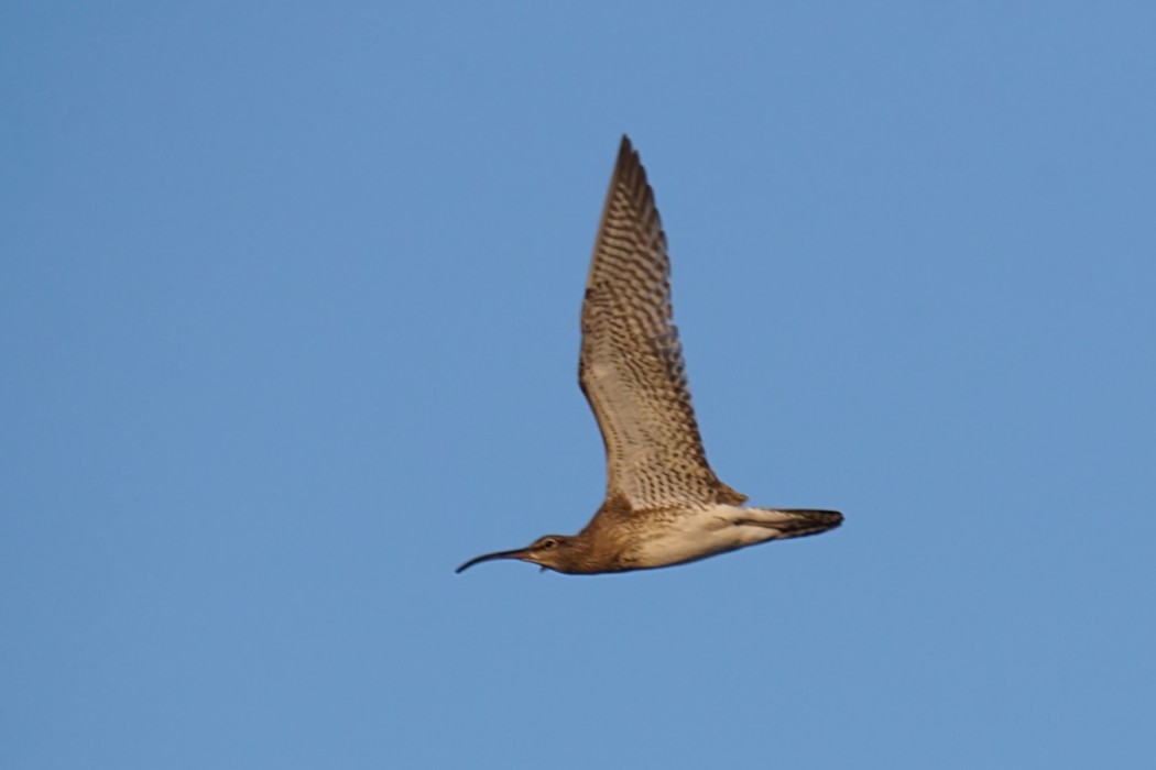 Eurasian Whimbrel