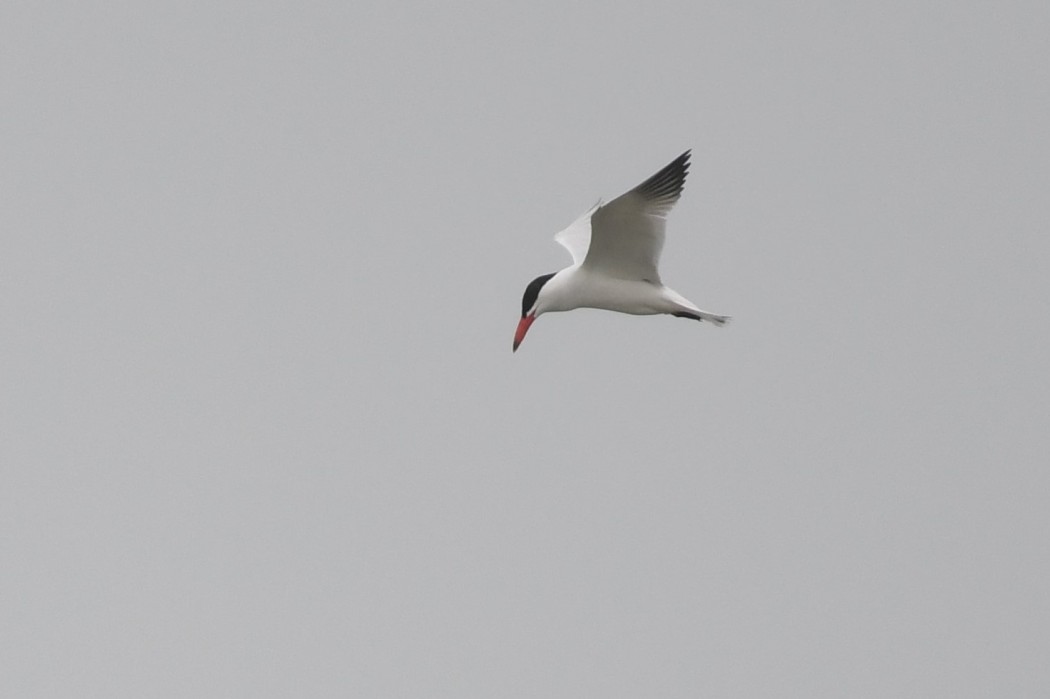 Caspian Tern