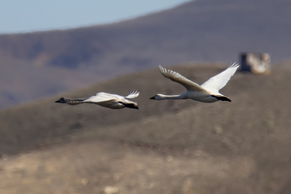 Tundra Swan