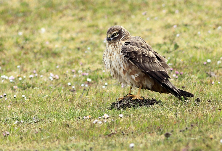 Pallid Harrier