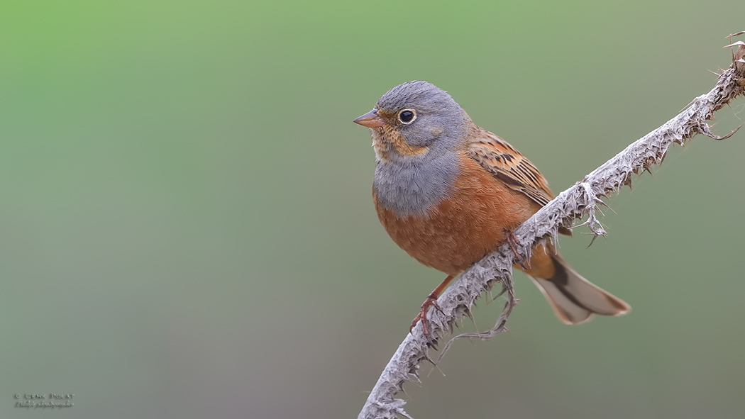 Cretzschmar`s Bunting