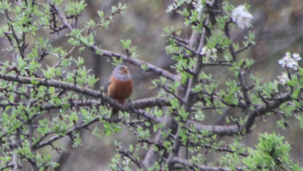 Cretzschmar`s Bunting