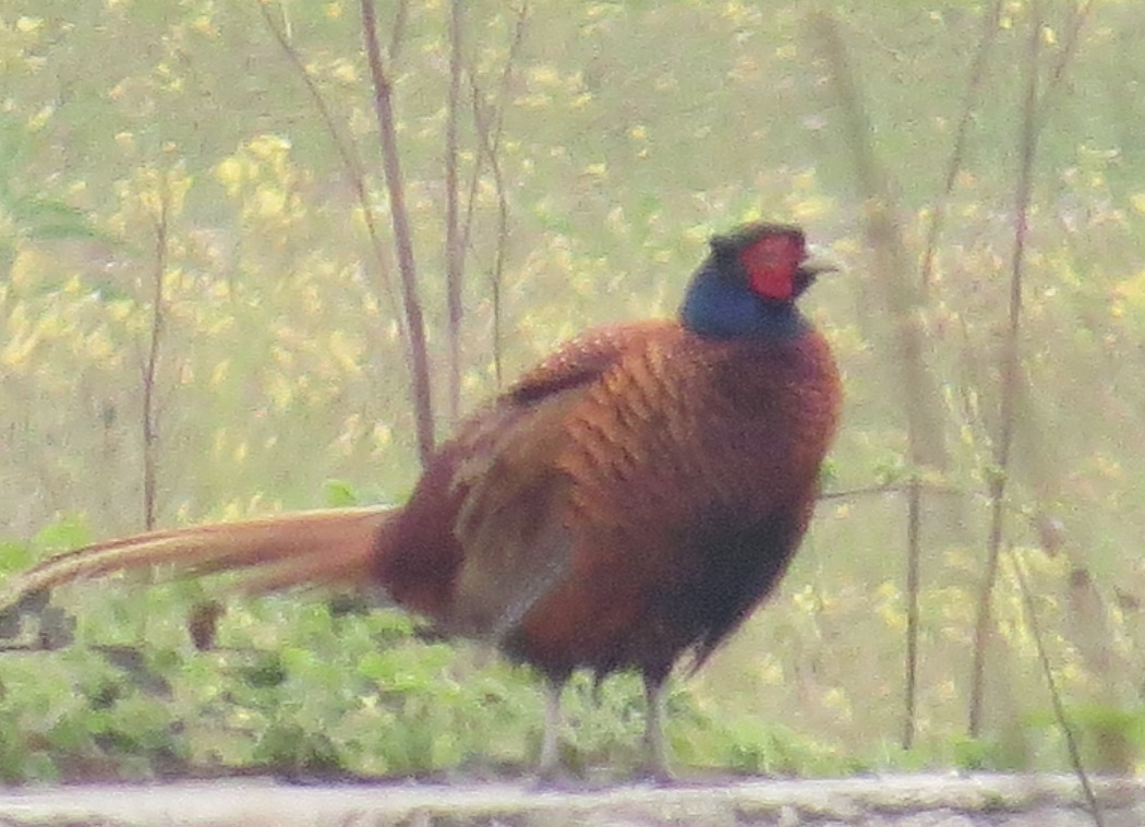 Common Pheasant