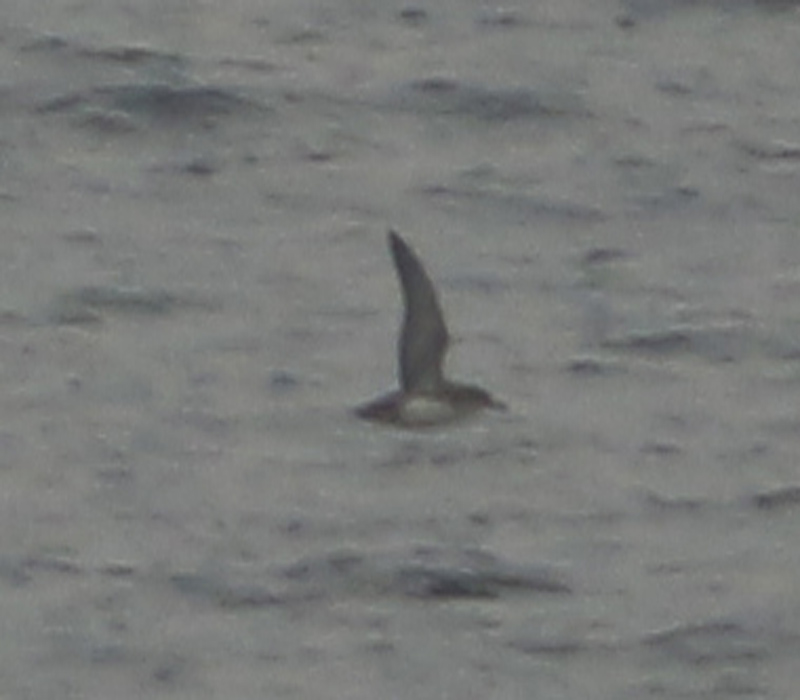 Yelkouan Shearwater
