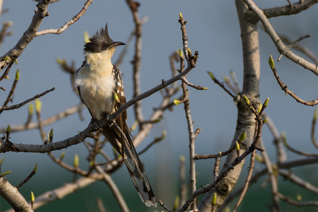 Great Spotted Cuckoo