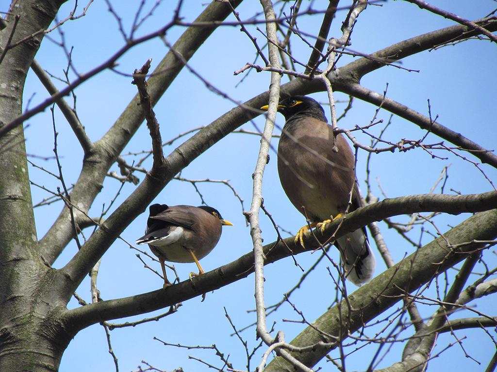 Common Myna