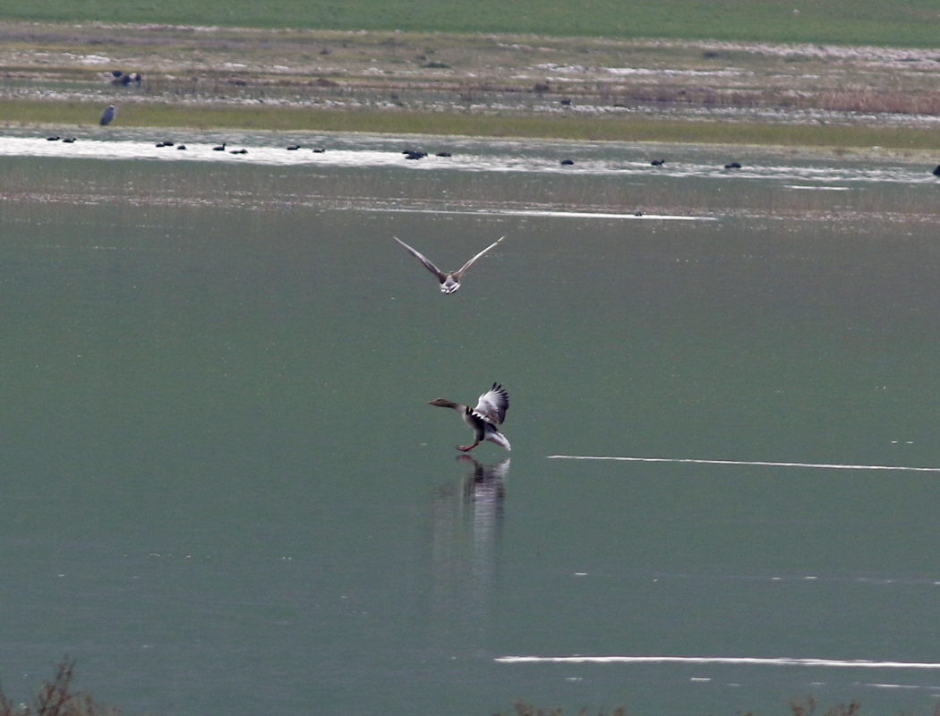 Greylag Goose