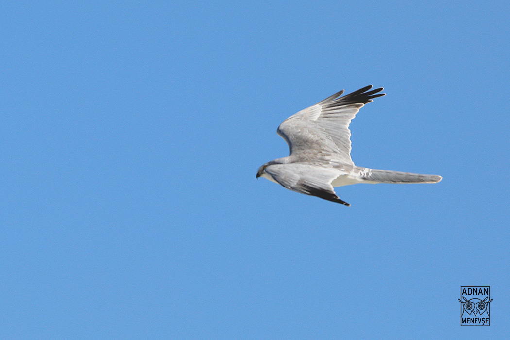 Pallid Harrier