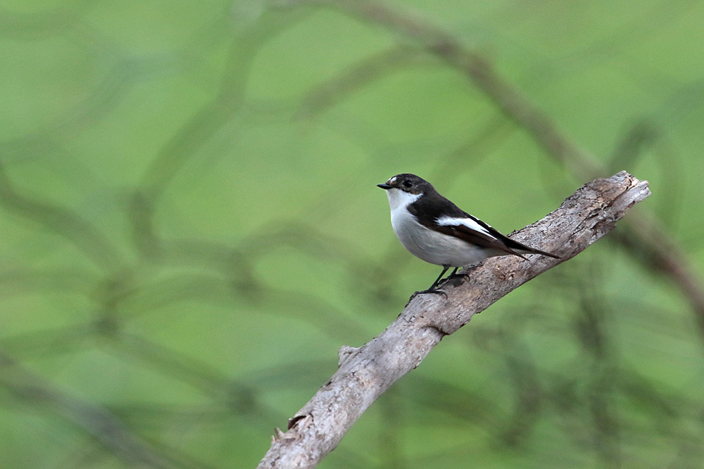 European Pied Flycatcher