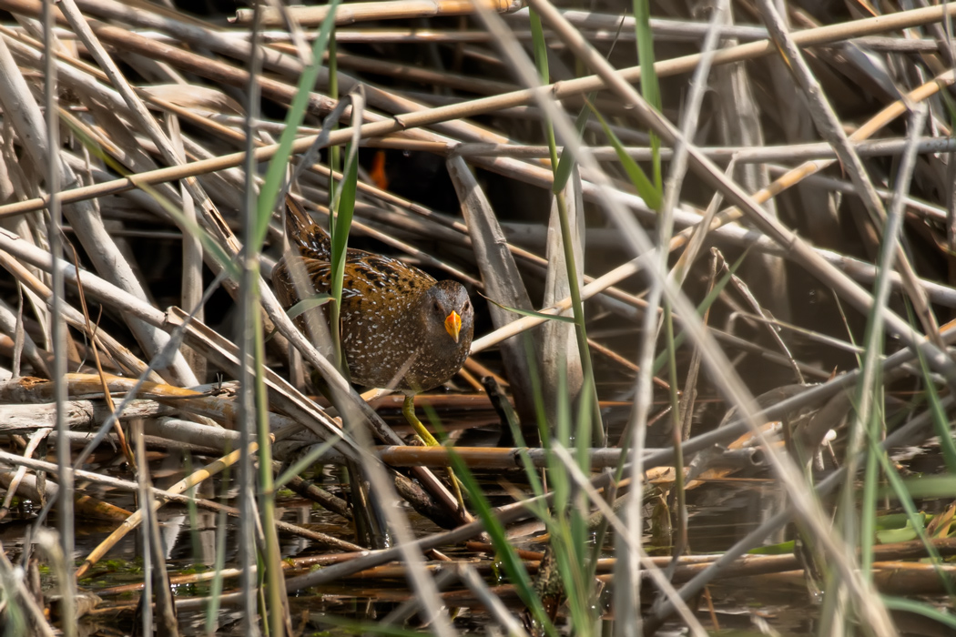 Spotted Crake