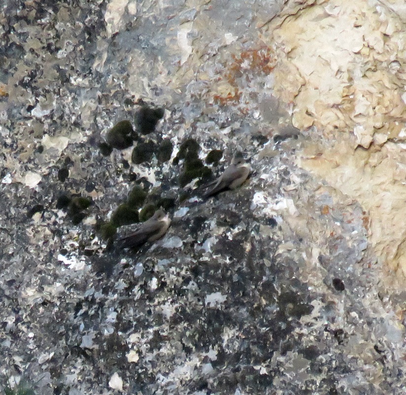 Eurasian Crag Martin