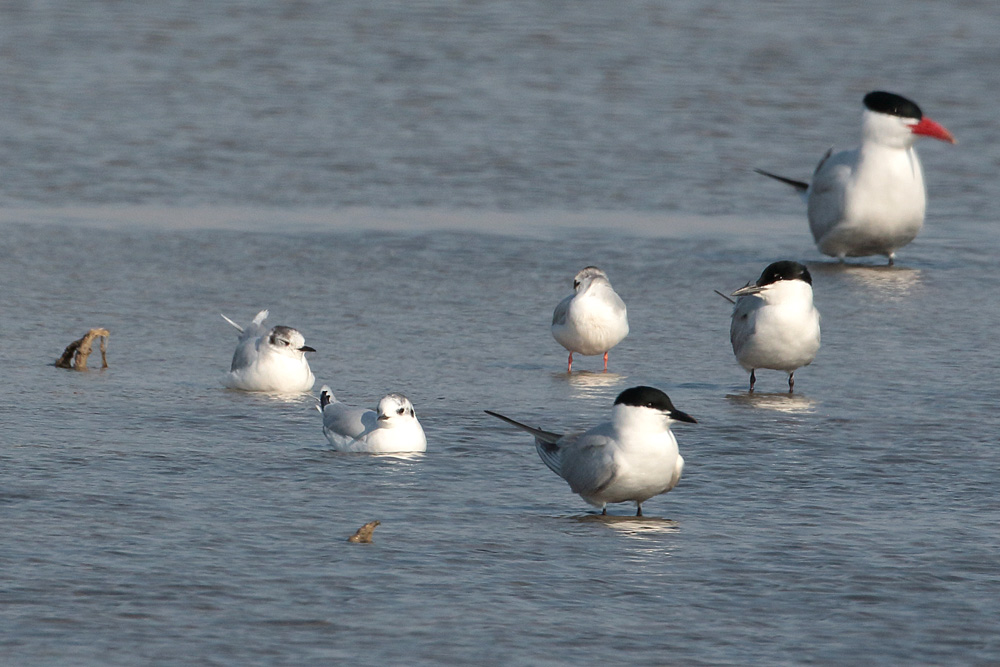 Little Gull