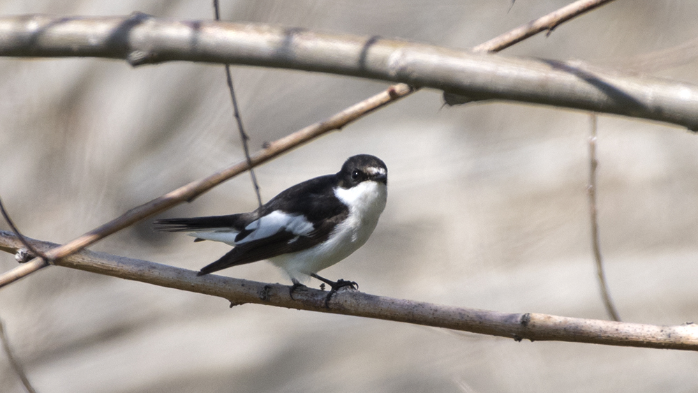 European Pied Flycatcher
