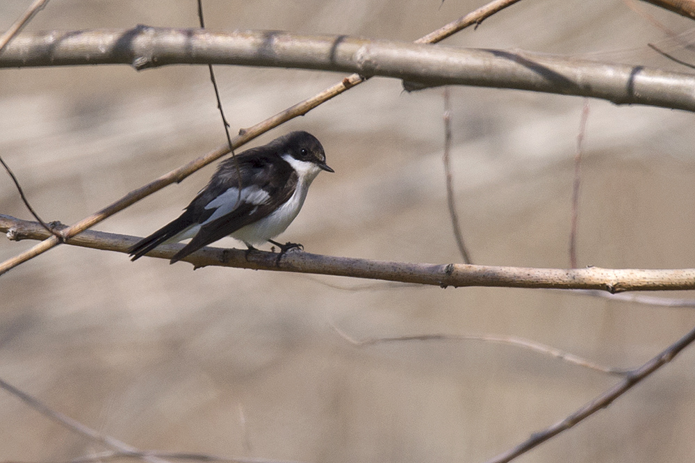 European Pied Flycatcher
