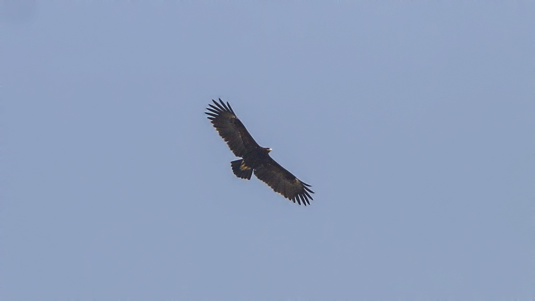 Greater Spotted Eagle