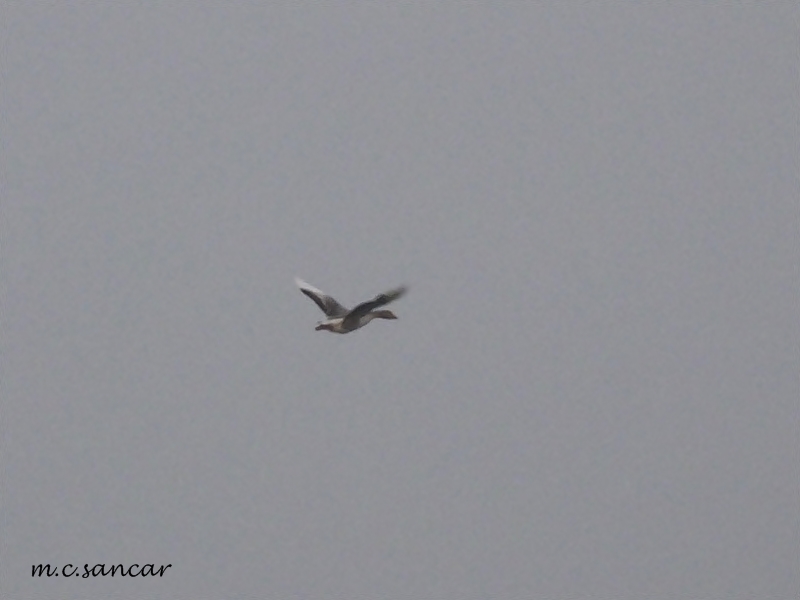 Greylag Goose