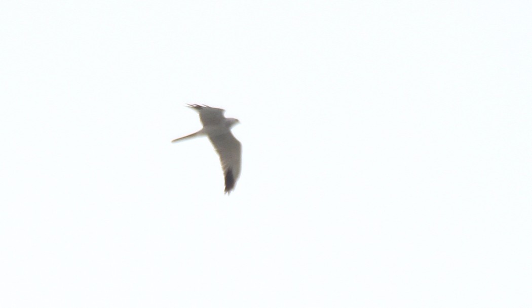 Pallid Harrier
