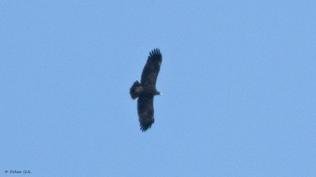Greater Spotted Eagle