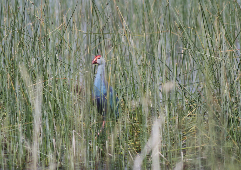 Grey-headed Swamphen