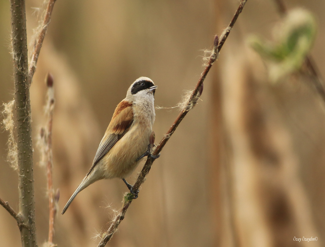 Eurasian Penduline Tit