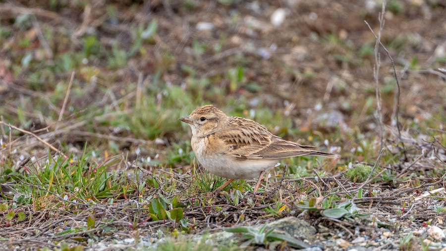 Greater Short-toed Lark