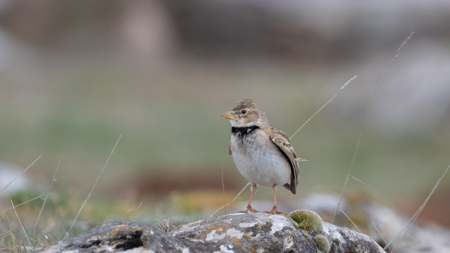Calandra Lark