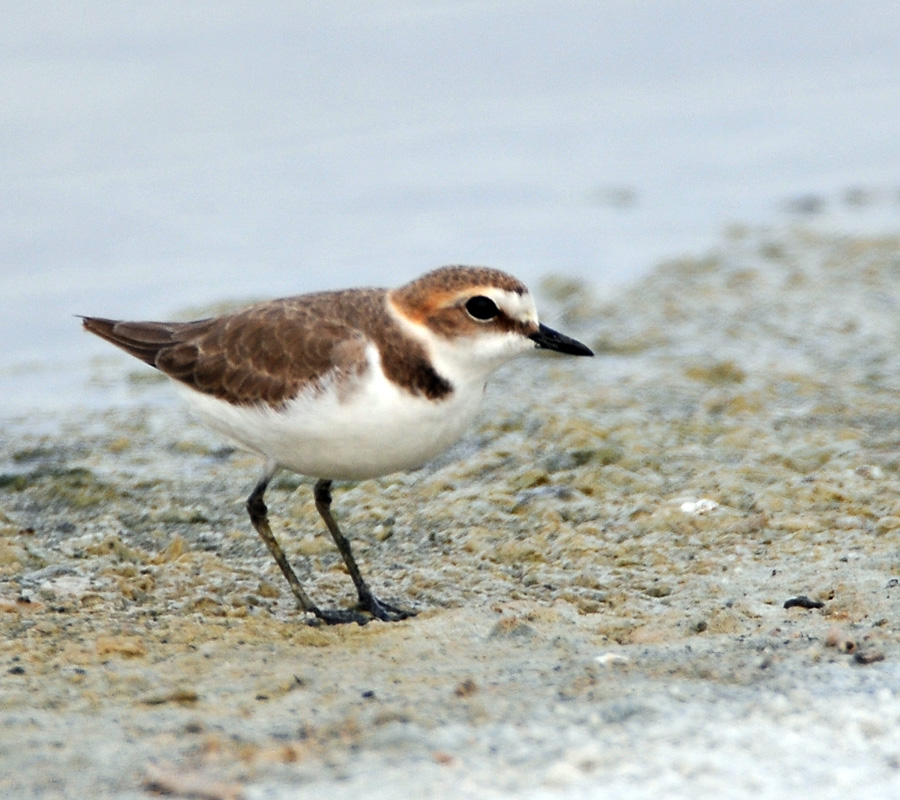 Kentish Plover