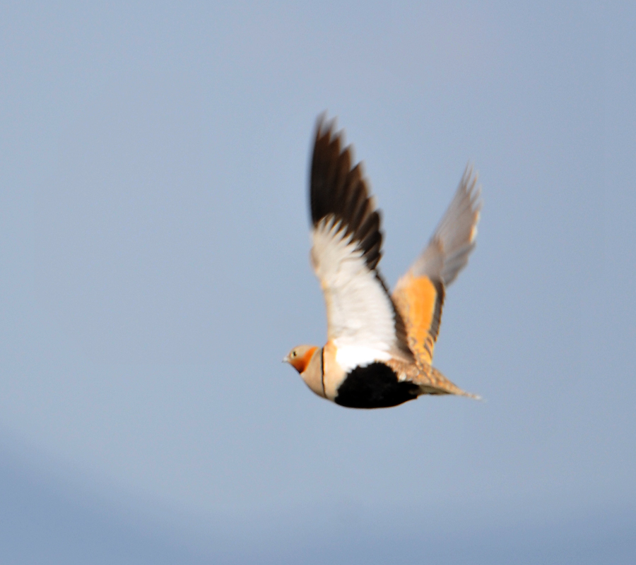 Black-bellied Sandgrouse