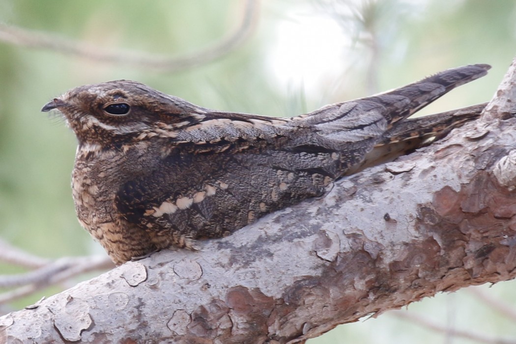 European Nightjar