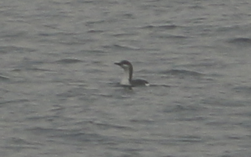 Black-throated Loon