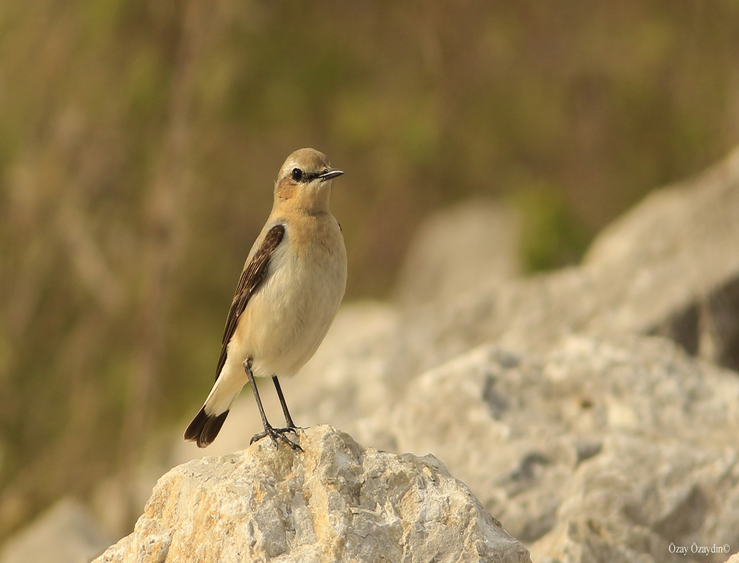 Northern Wheatear
