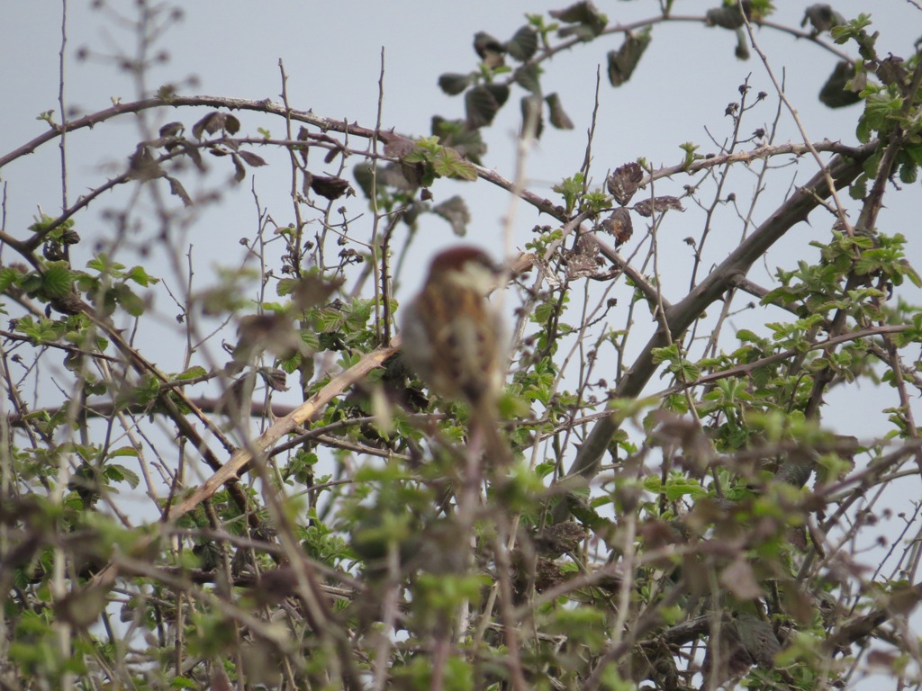 Spanish Sparrow