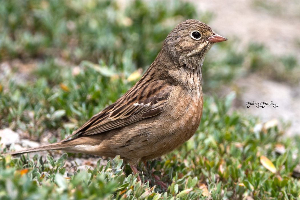 Ortolan Bunting