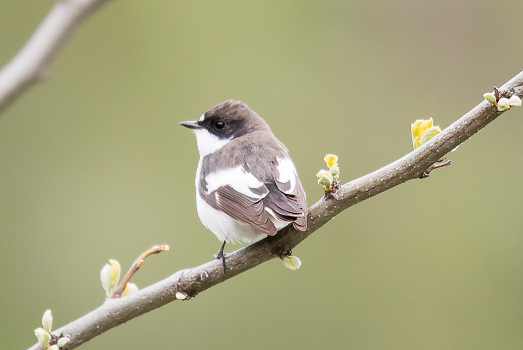 European Pied Flycatcher
