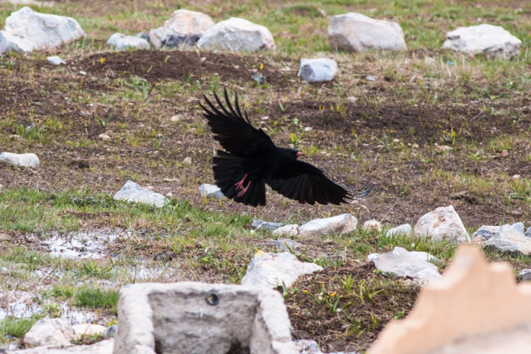 Red-billed Chough