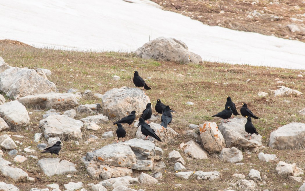 Sarıgagalı Dağ Kargası