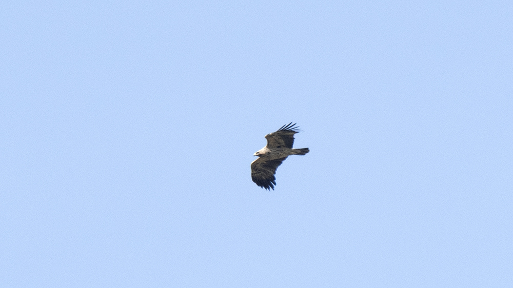 Eastern Imperial Eagle