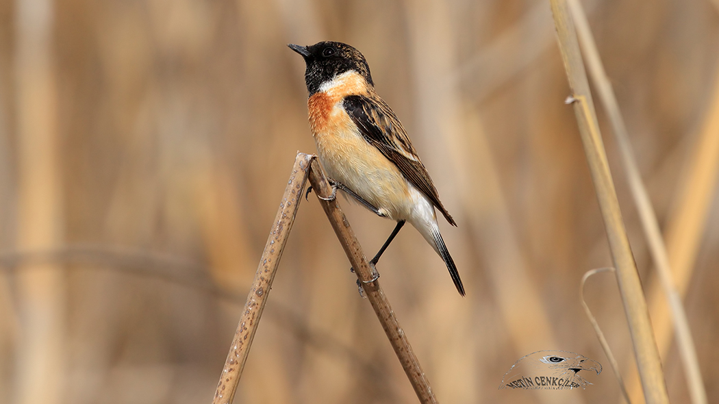 Siberian Stonechat