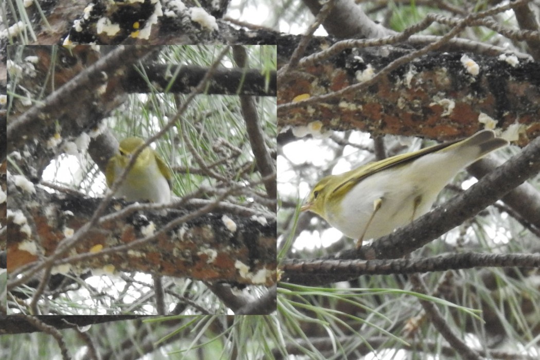Wood Warbler