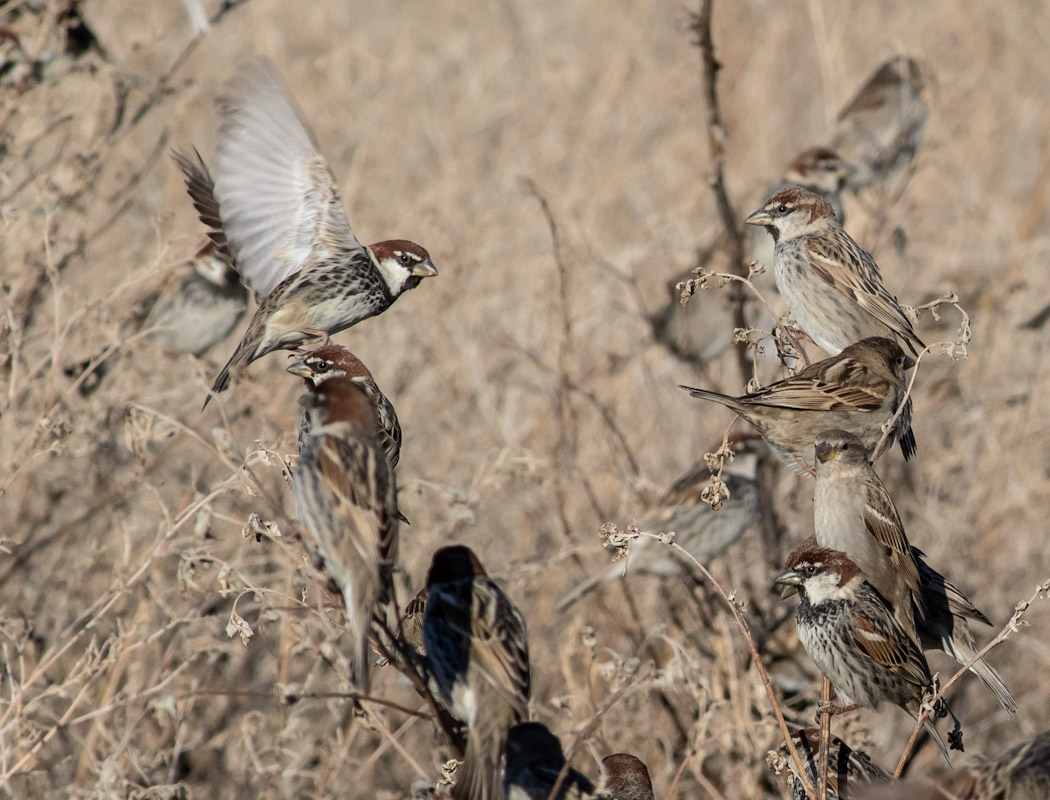 Spanish Sparrow