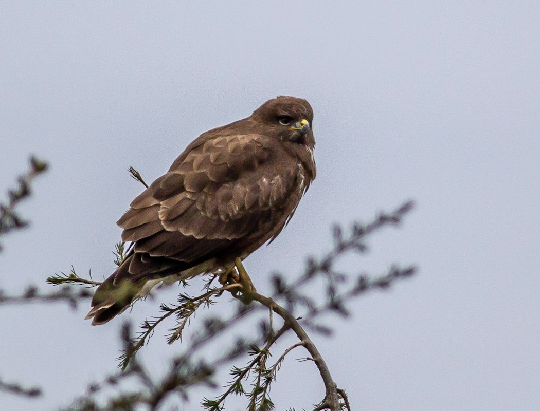 Common Buzzard