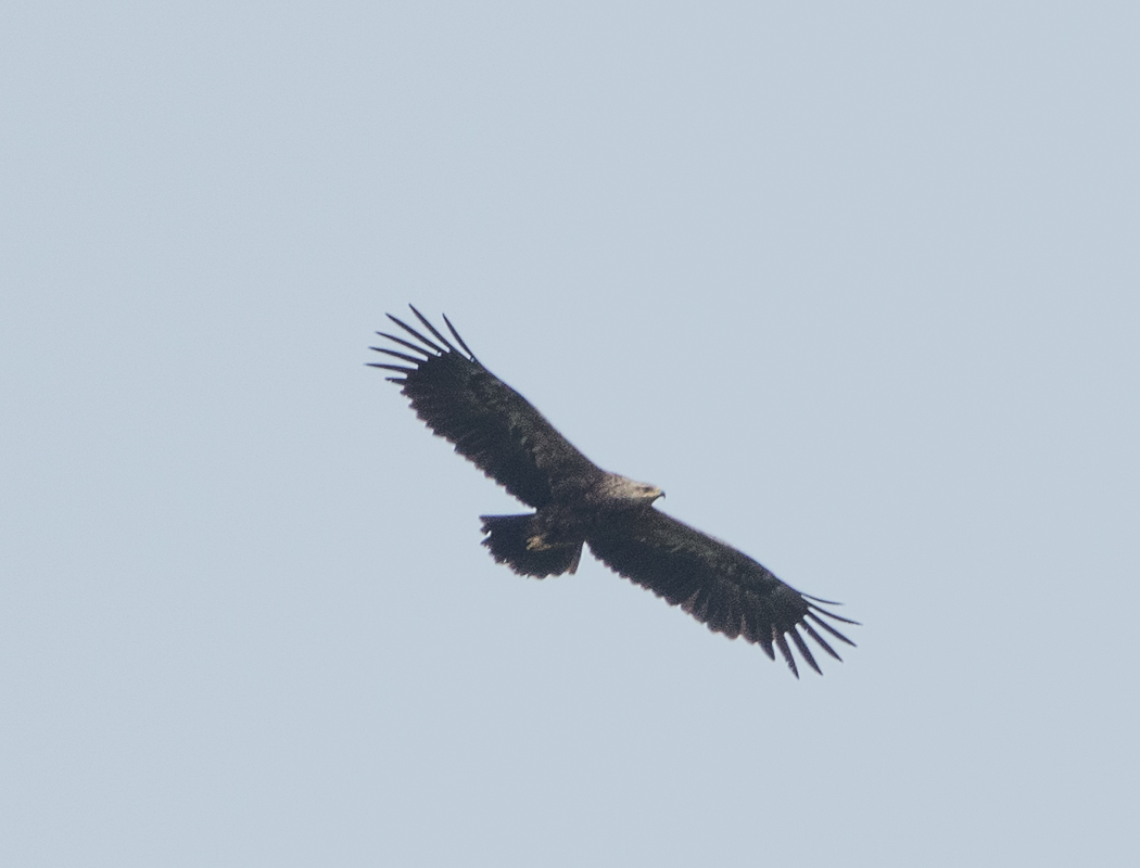 Eastern Imperial Eagle