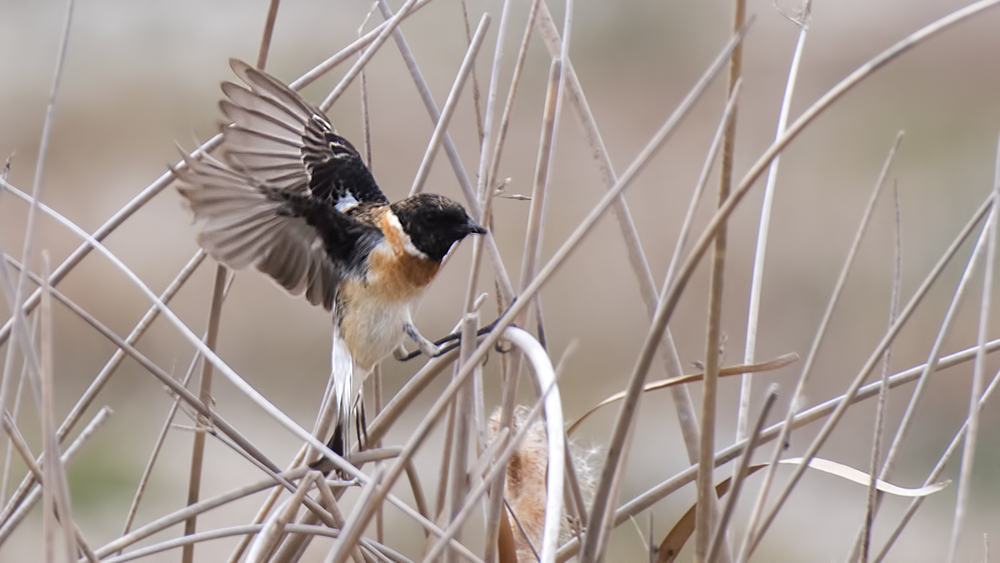 Siberian Stonechat