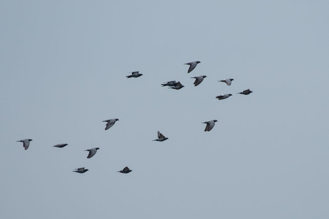Rock Dove