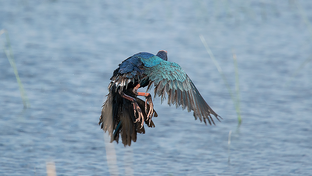 Grey-headed Swamphen