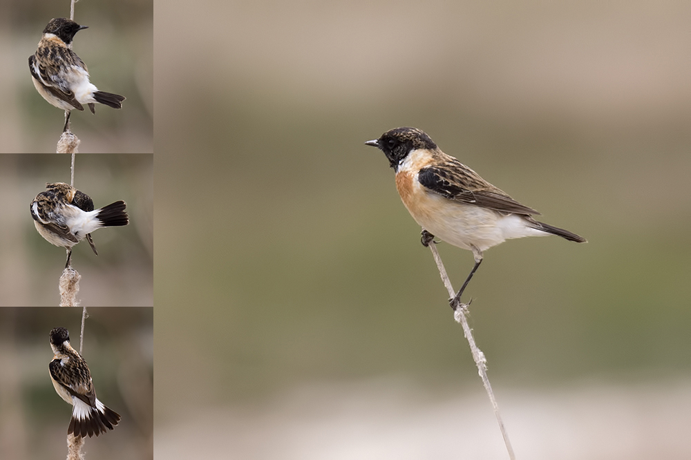 Siberian Stonechat