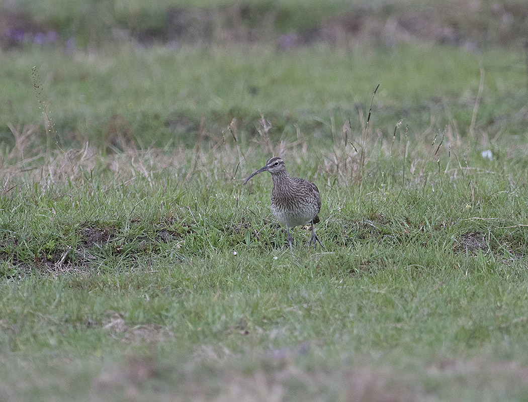 Eurasian Whimbrel